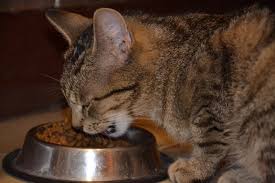 Cat Food Basics